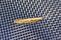 Plutella xylostella