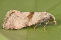 Cochylidia implicitana