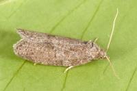 Cnephasia pumicana