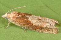 Eucosma hohenwartiana