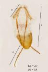 Eucosma hohenwartiana