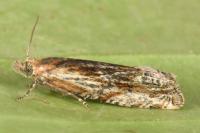 Eucosma cana