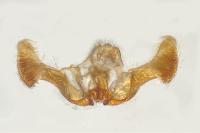 Eucosma cana