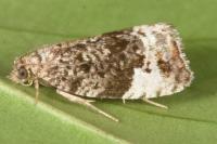 Hedya pruniana