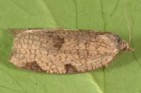 Lozotaenia forsterana