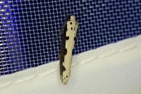 Ethmia bipunctella