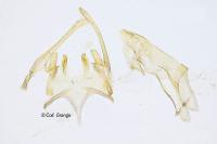 Scrobipalpa pauperella