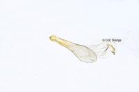 Scrobipalpa pauperella