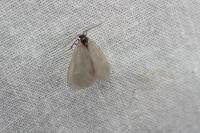 Rebelia plumella surientella