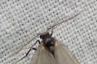 Rebelia plumella surientella