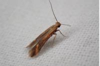 Metzneria aprilella