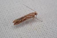 Pyroderces argyrogrammos