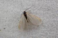 Rebelia plumella surientella