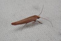 Zelleria hepariella