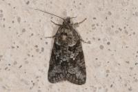 Cnephasia