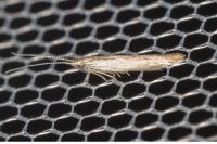 Coleophora