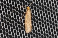 Nematopogon adansoniella
