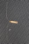 Nematopogon adansoniella
