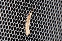 Plutella xylostella