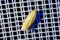 Coleophora