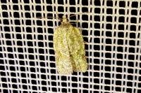 Acleris literana