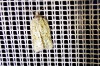 Acleris literana