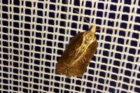 Acleris hastiana/cristana