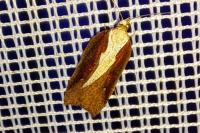 Acleris hastiana/cristana