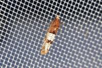 Lobesia indusiana/limoniana