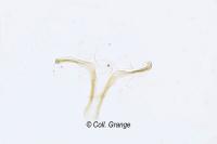Oxypteryx unicolorella
