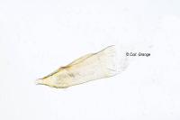 Oxypteryx unicolorella