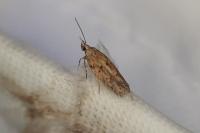 Scrobipalpa
