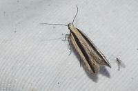 Mirificarma interrupta