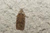 Agonopterix ciliella/heracliana