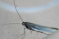 Coleophora