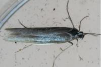 Coleophora