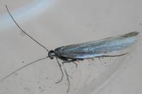 Coleophora