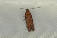 Scrobipalpa