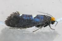 Incurvaria masculella