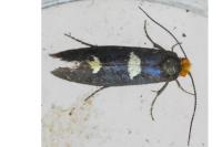 Incurvaria masculella