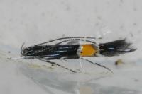 Cosmopterix
