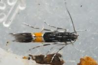 Cosmopterix
