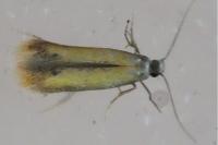 Coptotriche marginea