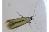Coptotriche marginea