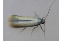 Coptotriche marginea