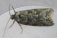 Cnephasia