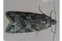 Cnephasia