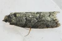 Cnephasia