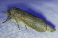 Phragmataecia castaneae