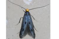 Spuleria flavicaput
